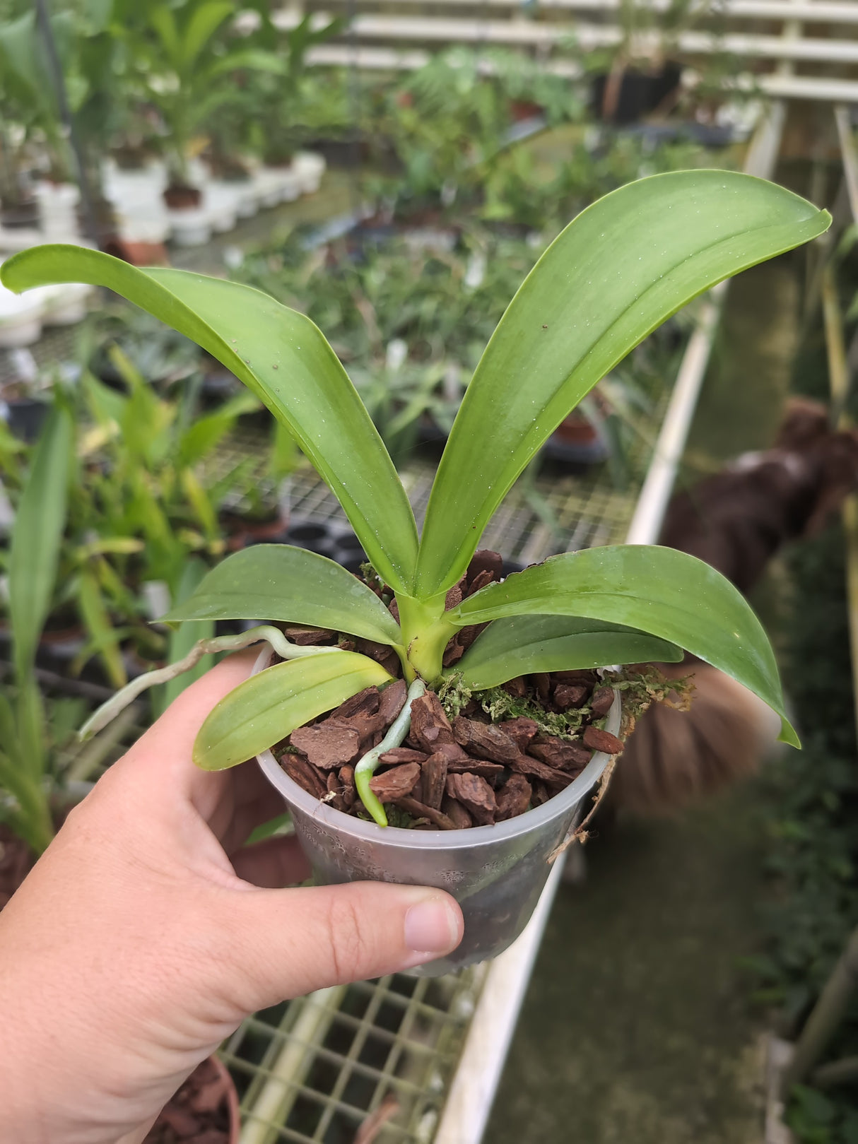 Phalaenopsis hieroglyphica