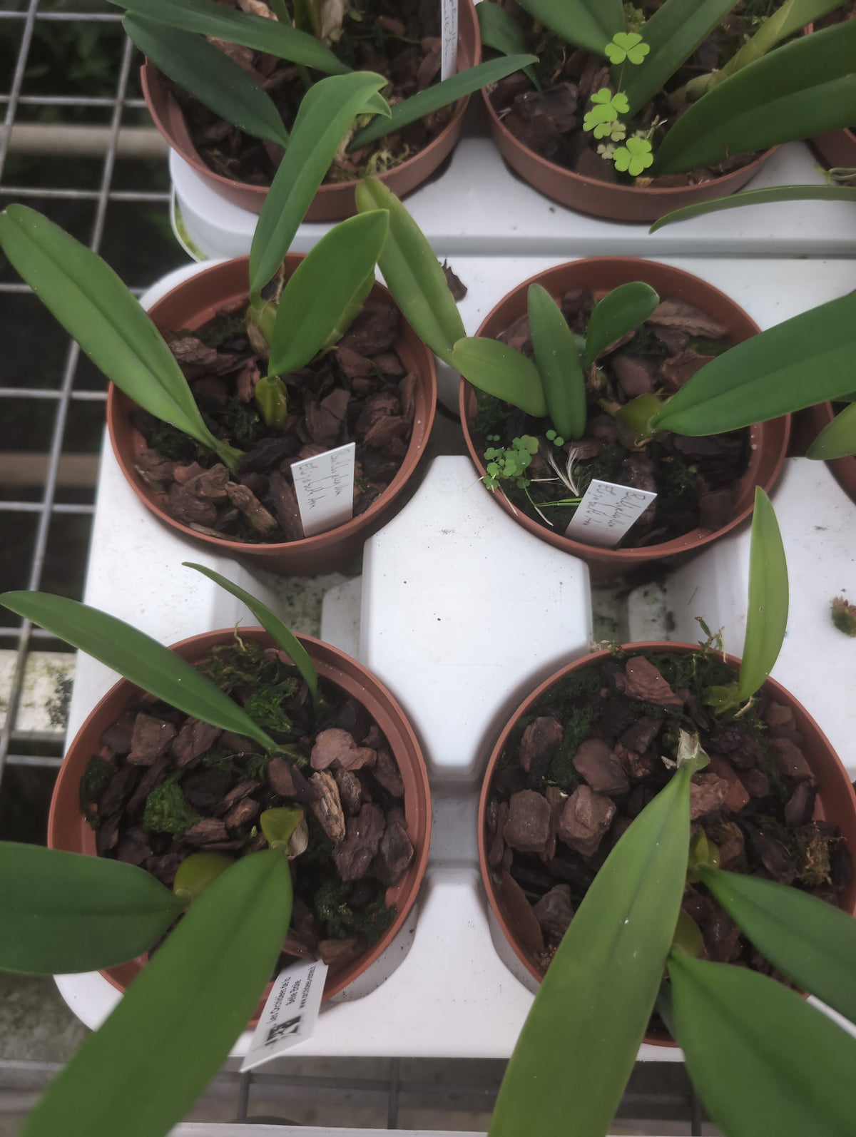 Bulbophyllum Elisabeth Ann