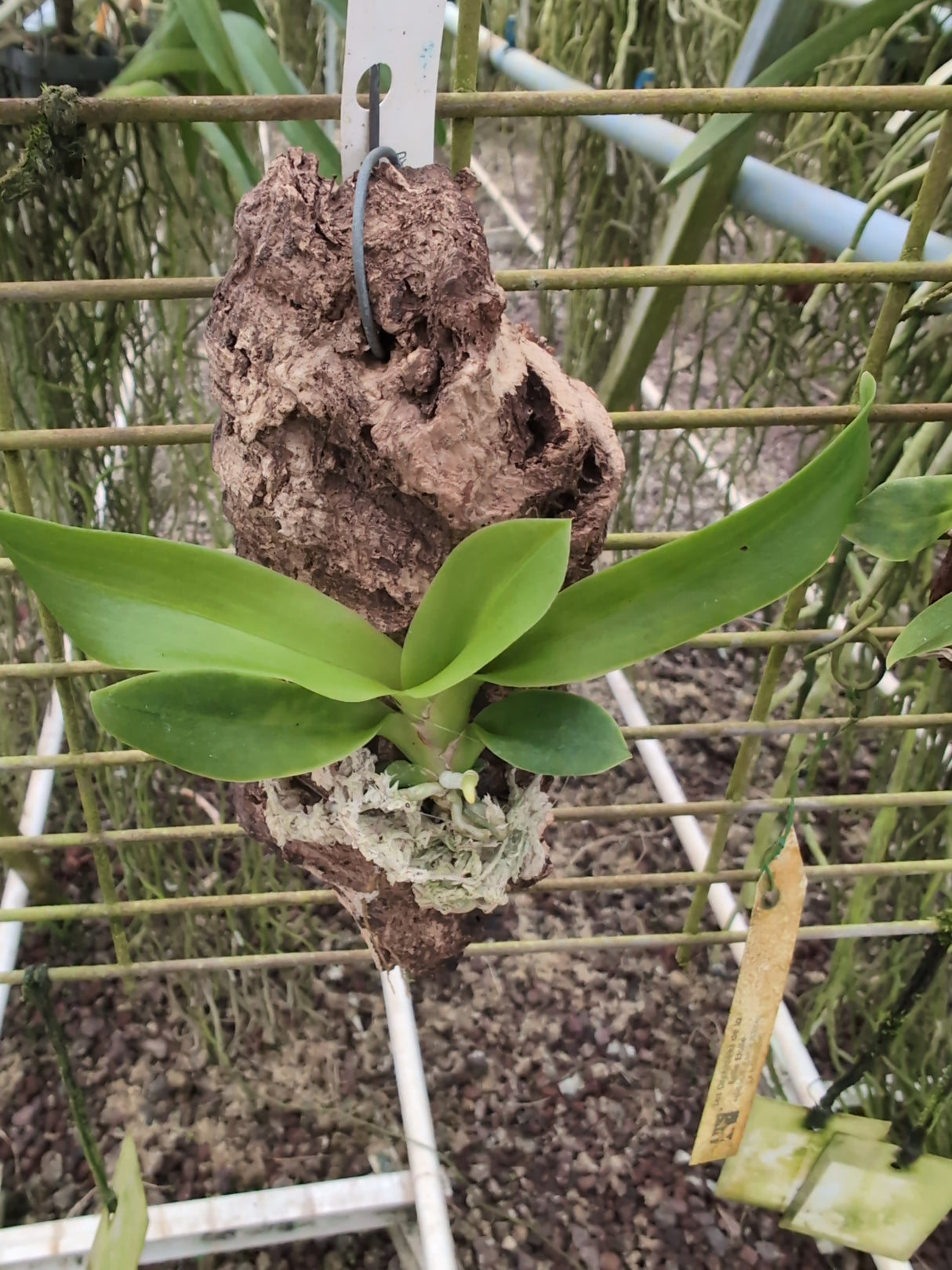 Zygostates grandiflora