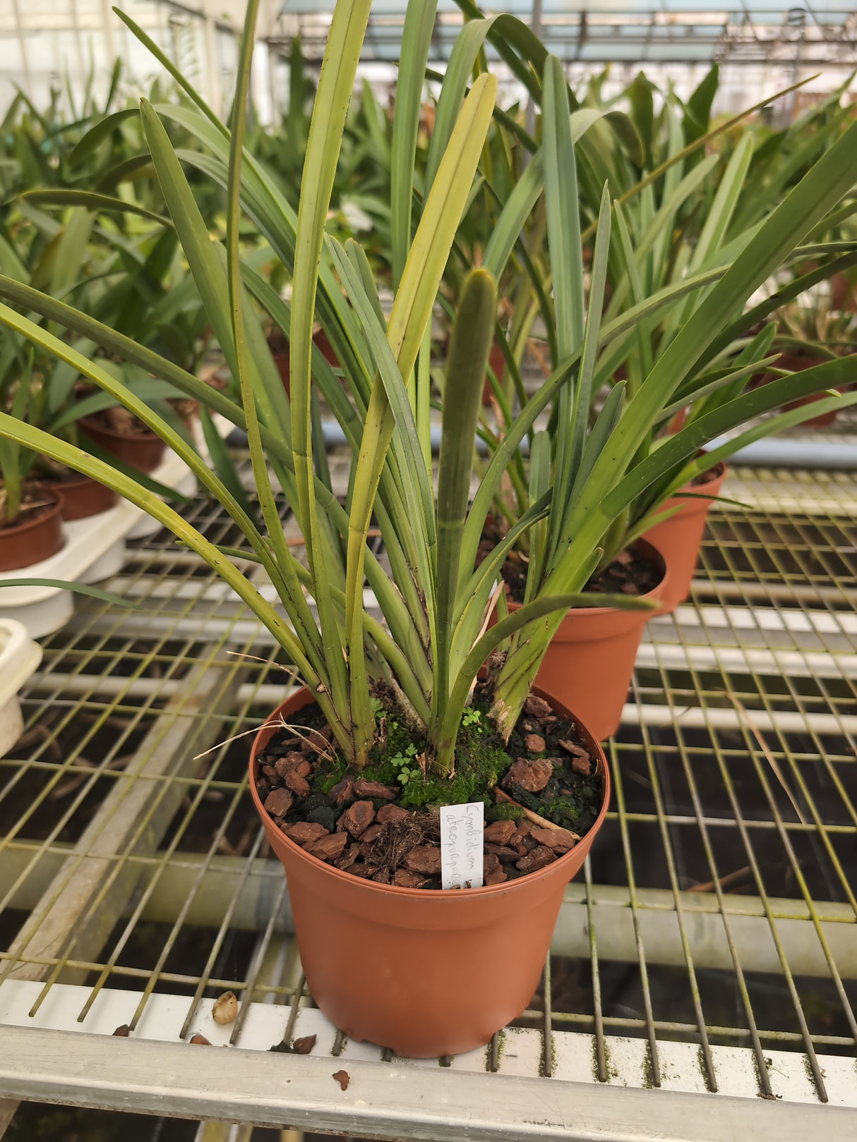Cymbidium atropurpureum