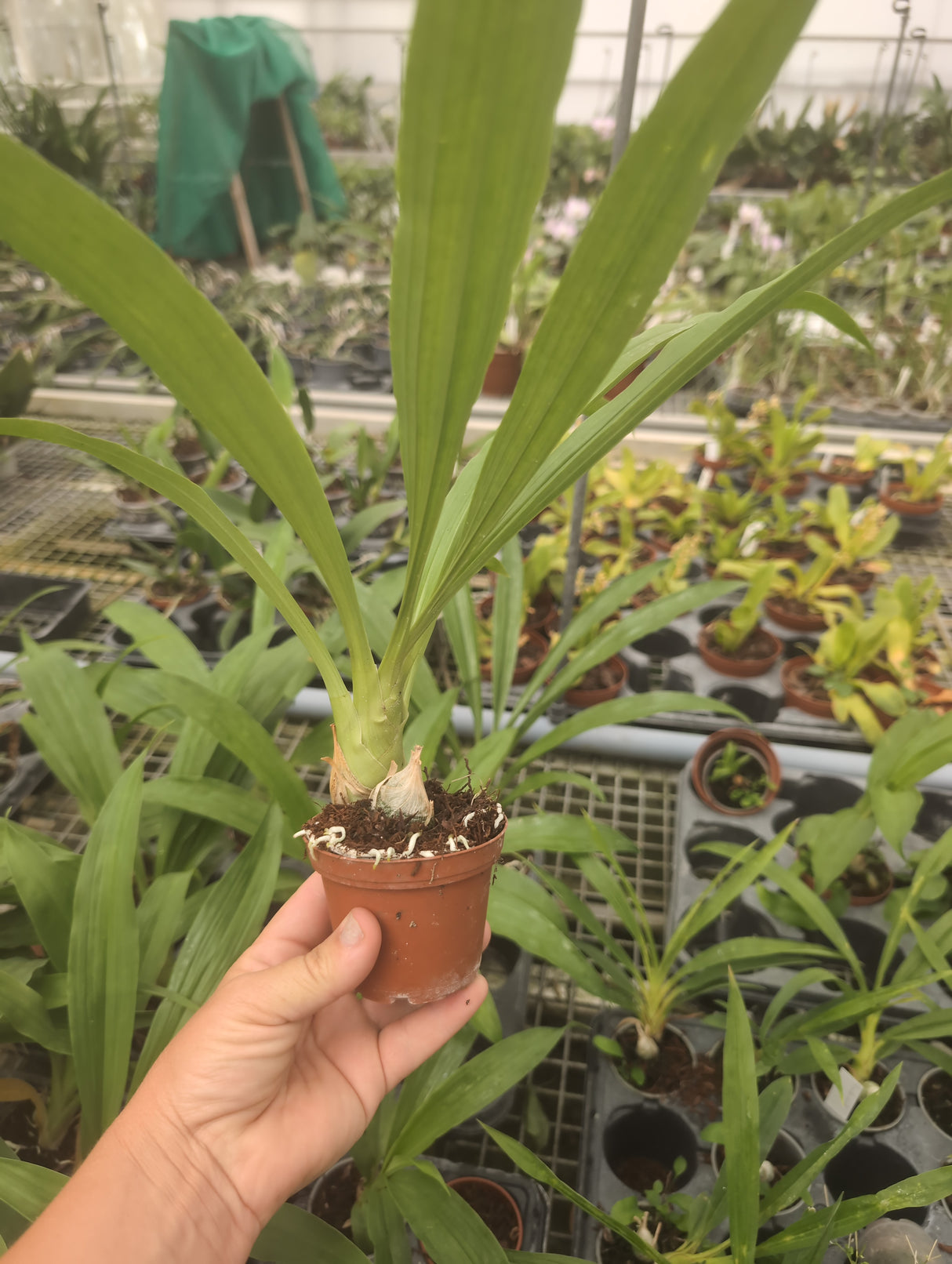 Clowesia Rebecca Northen x Mormodes tezontle