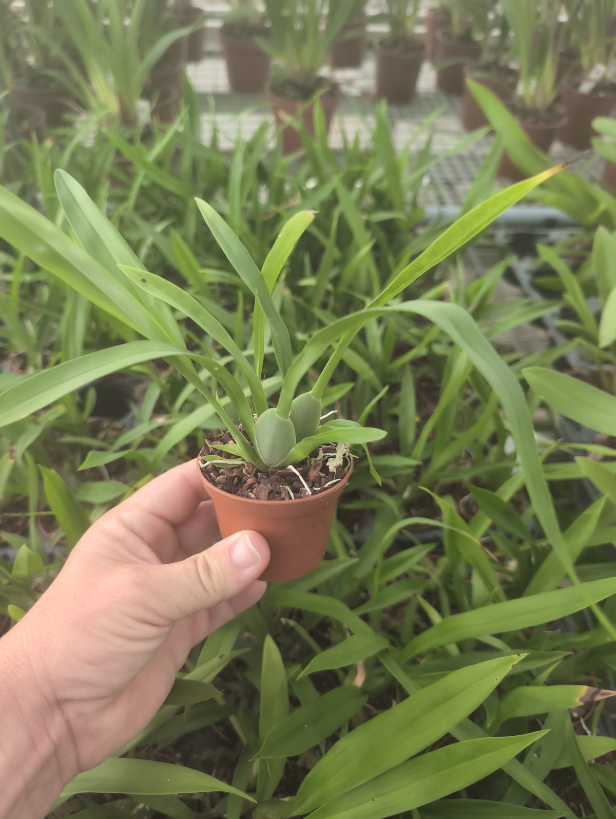 Oncidium sotoanum (ornithorynchum)