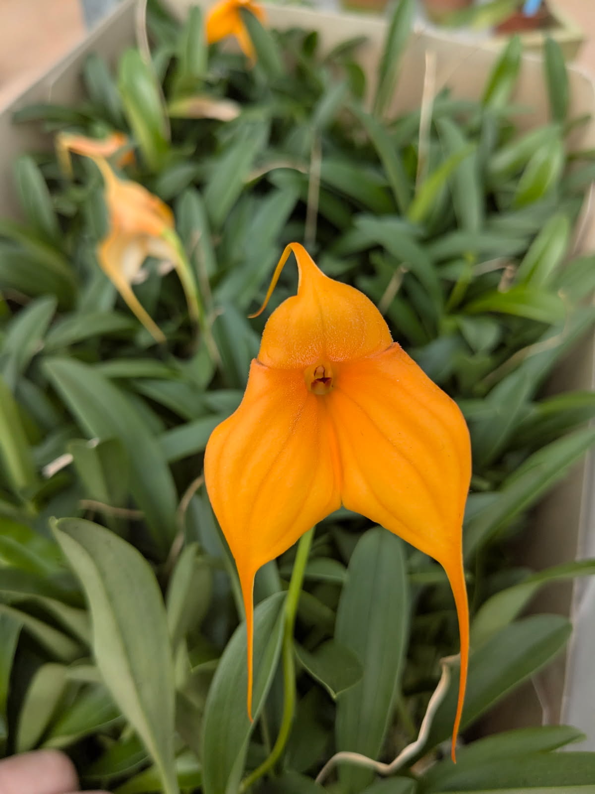 Masdevallia Mandarine