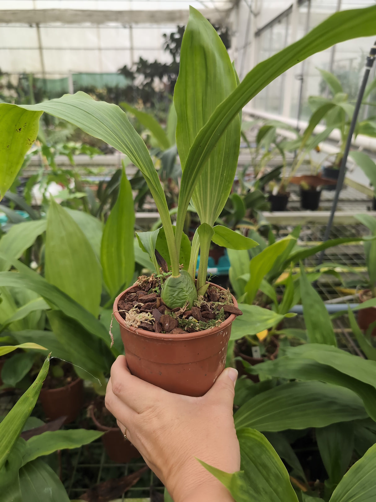 Sudamerlycaste jimenezii x Lycaste skinneri albla