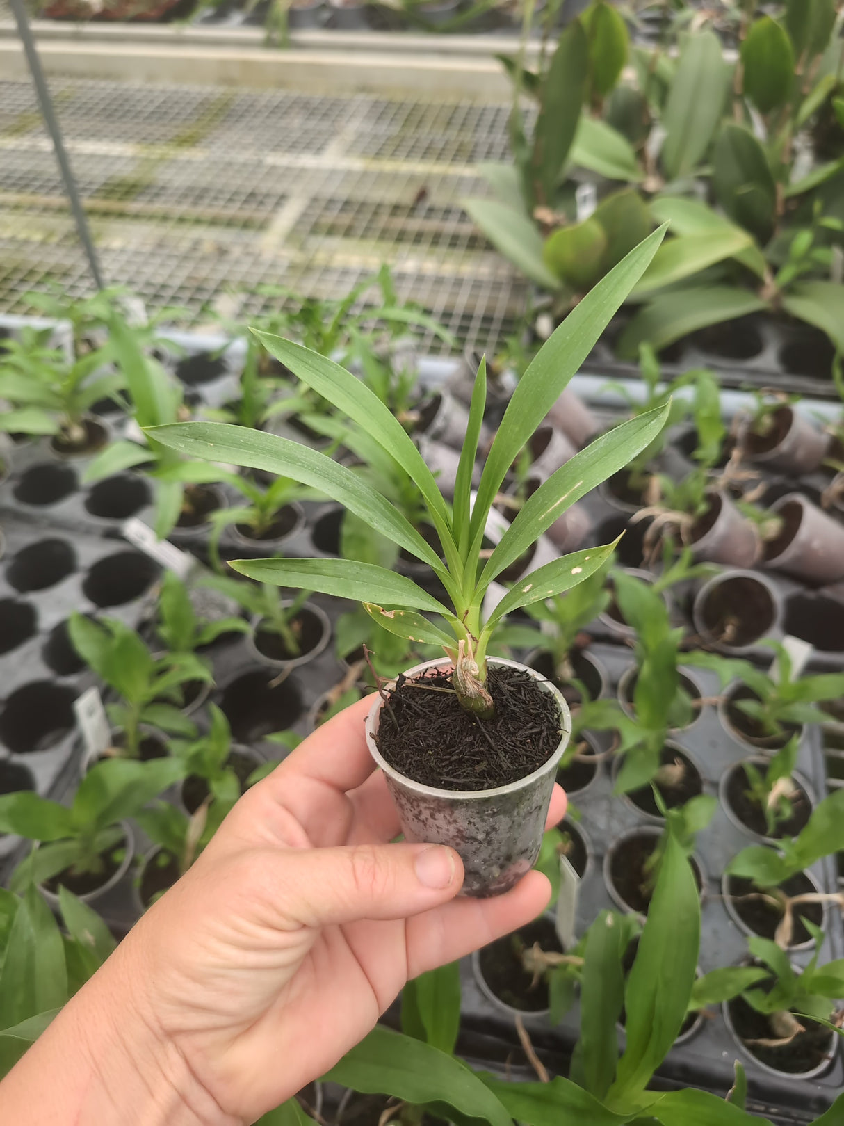 Mormodes Jumbo Odin x Mormodes aurantiaca