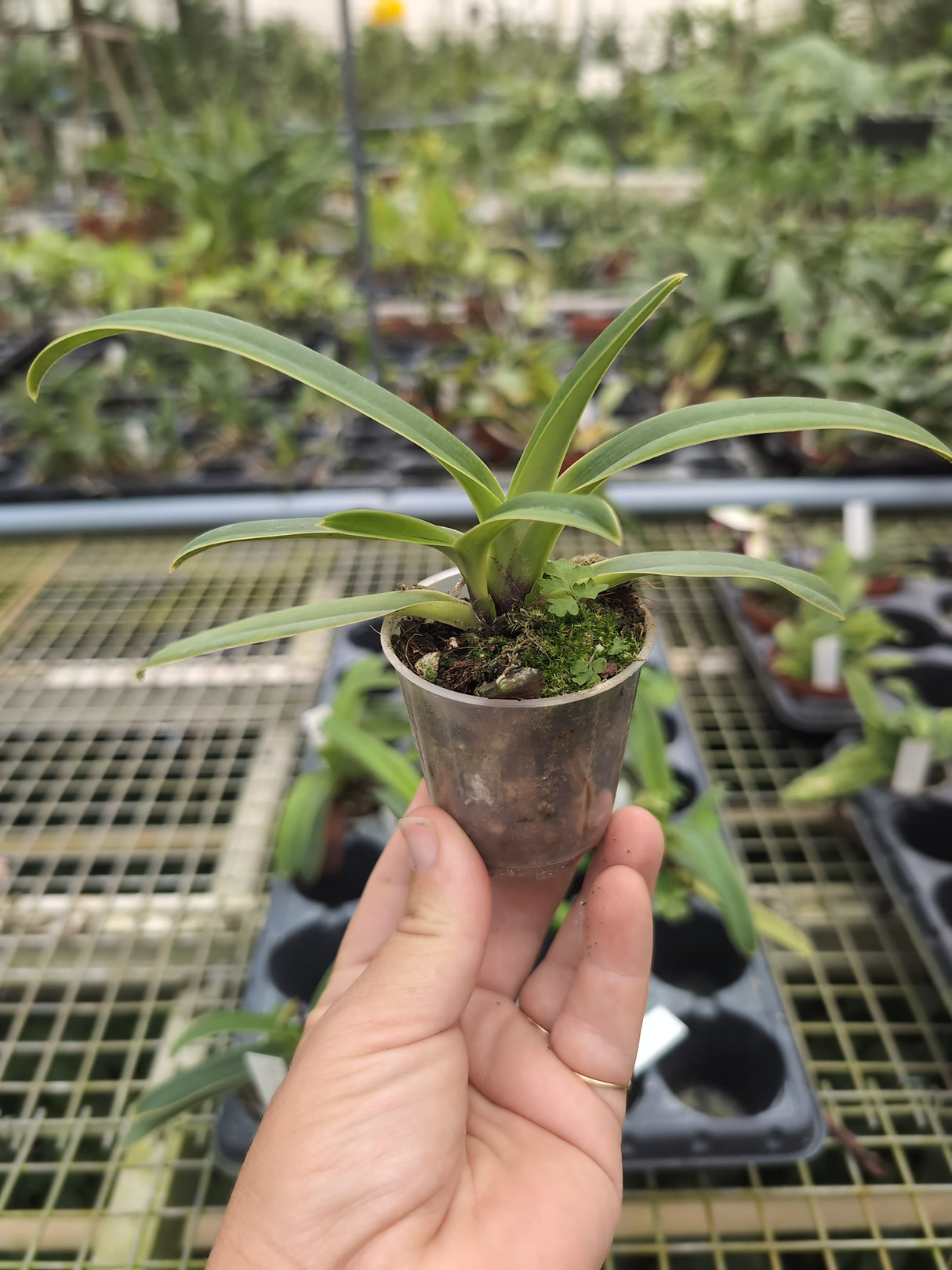 Paphiopedilum henryanum