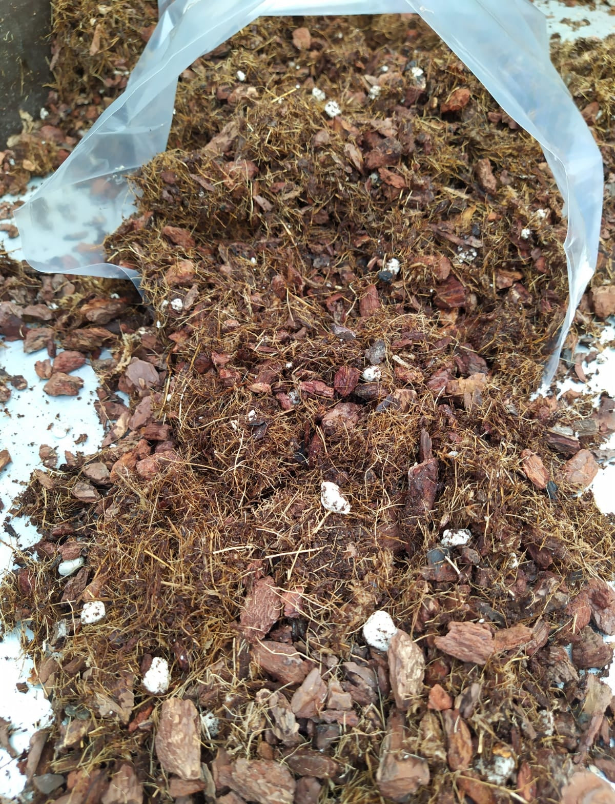 Substrat pour orchidées Paphiopedilum