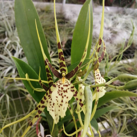 Cultiver les orchidées à pseudobulbes