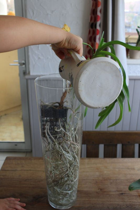 Arroser vos orchidées