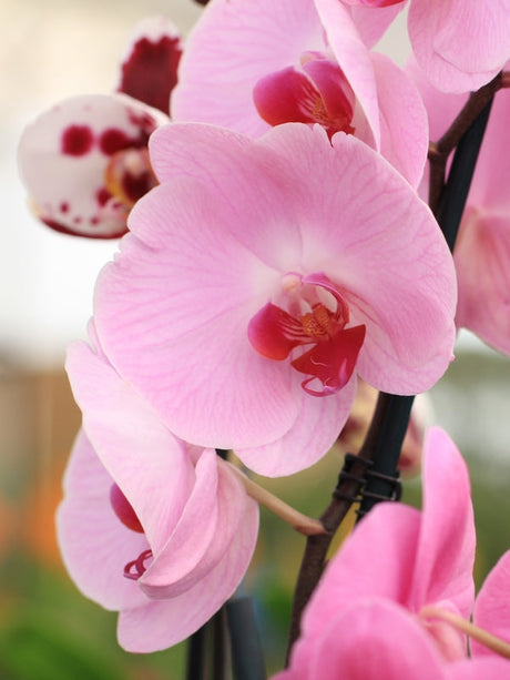 Cultiver le genre Phalaenopsis