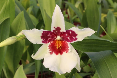 Beallara Tahoma Glacier