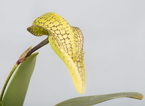 Bulbophyllum