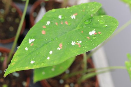Caladium bicolore Florida Clown