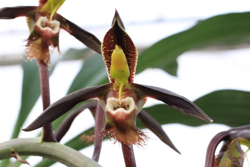 Catasetum sacatum