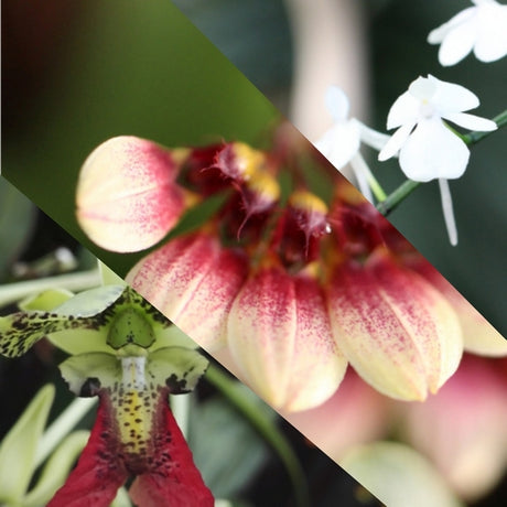 Toutes nos orchidées