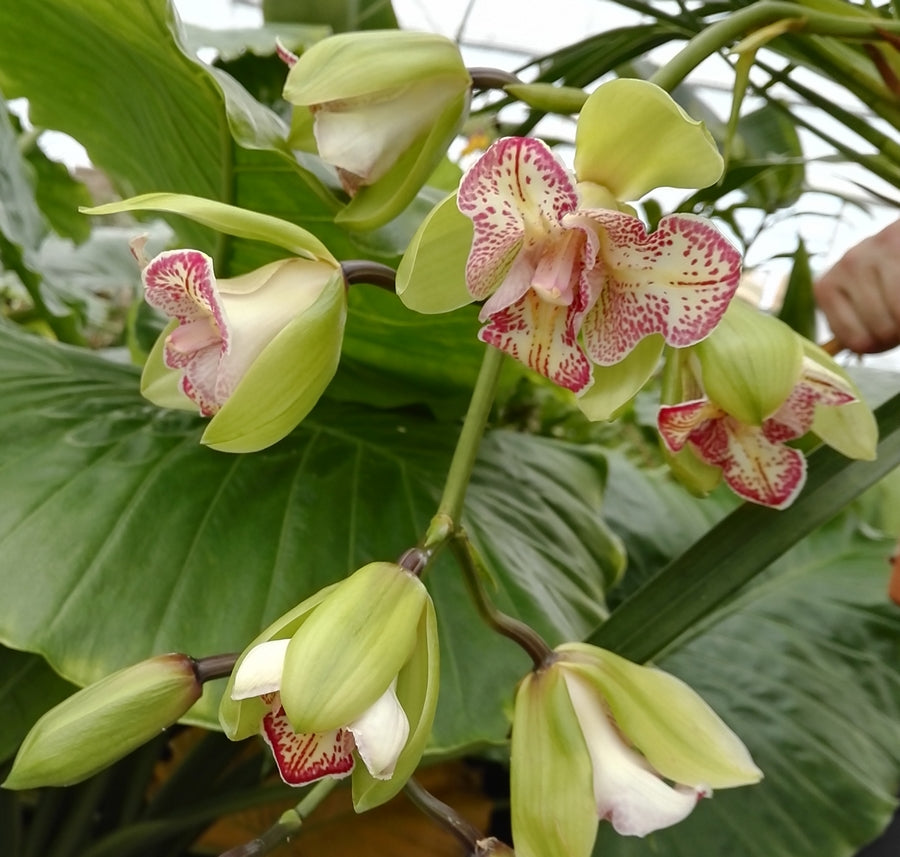 Cymbidium