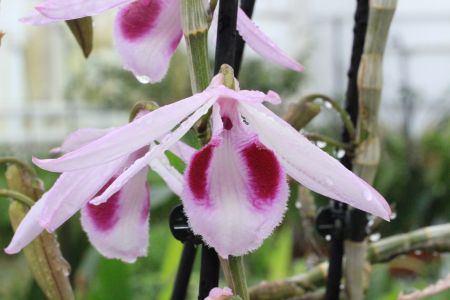 Dendrobium anosmum