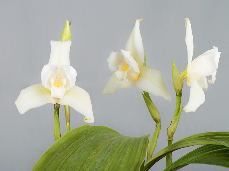 Lycaste skinneri alba
