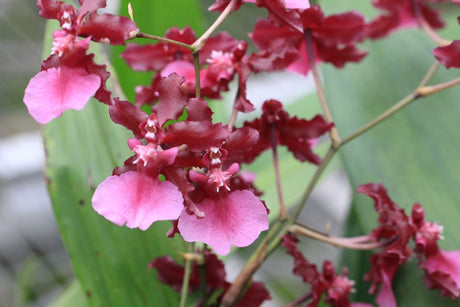 Oncidium Sharry Baby