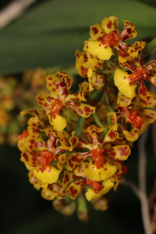 Oncidium nanum