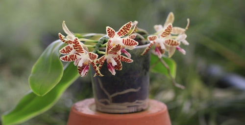 Phalaenopsis corningiana