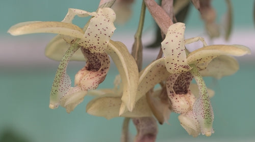 Stanhopea florida