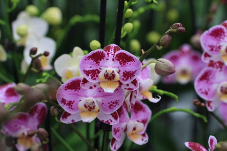 Phalaenopsis moucheté