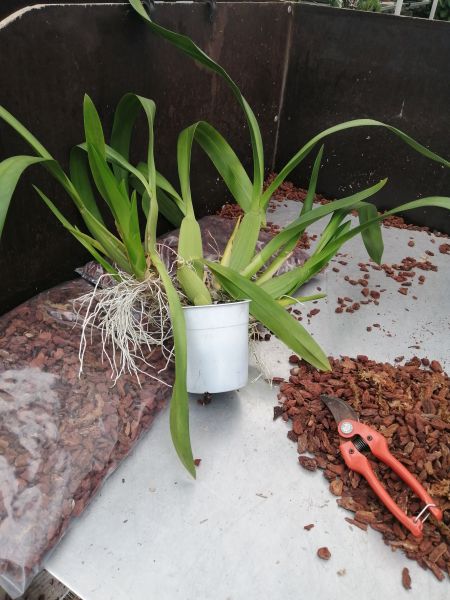 orchidée à pseudobulbes à rempoter et matériel de rempotage