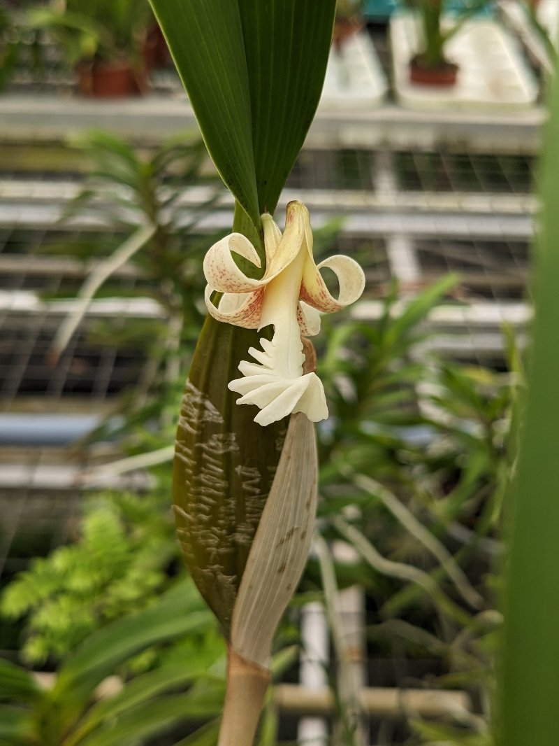 Flinckingeria fimbriata en fleur