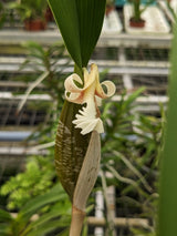 Flinckingeria fimbriata en fleur