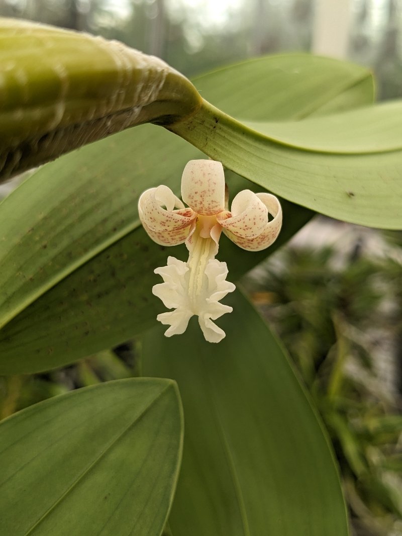 Flickingeria fimbriata