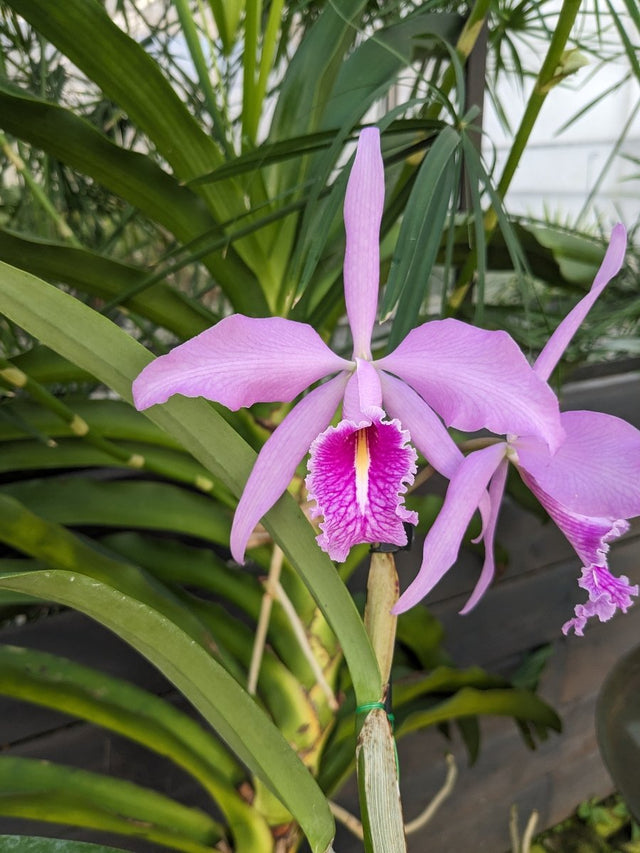 Fleur de Cattleya maxima rose au labelle rose foncé avec une langue et le coeur jaune