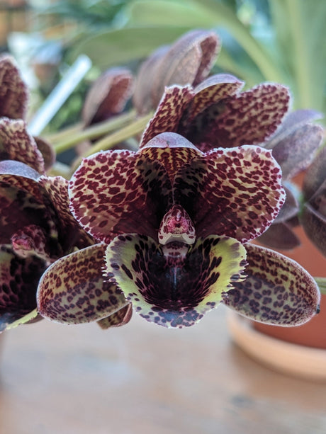 Gros plant d'une fleur de Fleurs de Fredclarkeara After Dark "Sunset Valley Orchids"