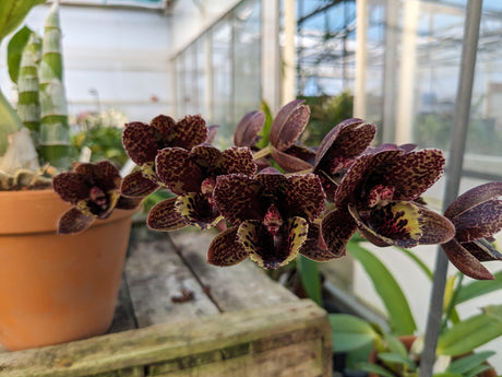 Fleurs de Fredclarkeara After Dark "Sunset Valley Orchids" rouge brun