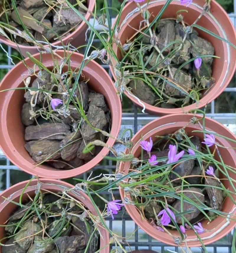 Isabelia pulchella – Les Orchidées de la Belle Etoile