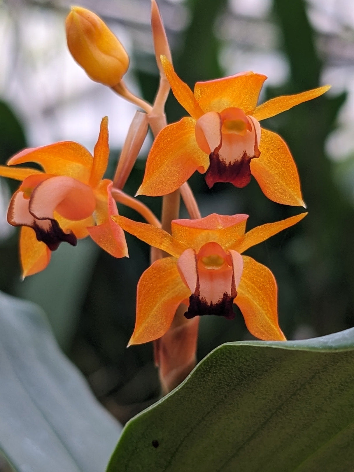 Coelogyne ecarinata