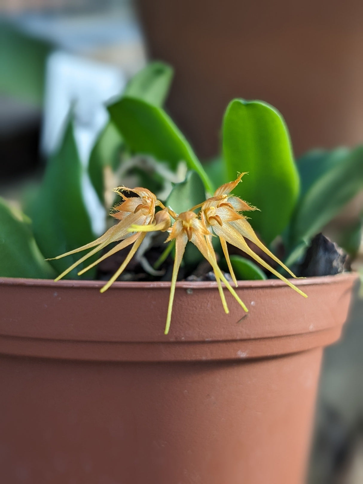 Bulbophyllum taiwanense
