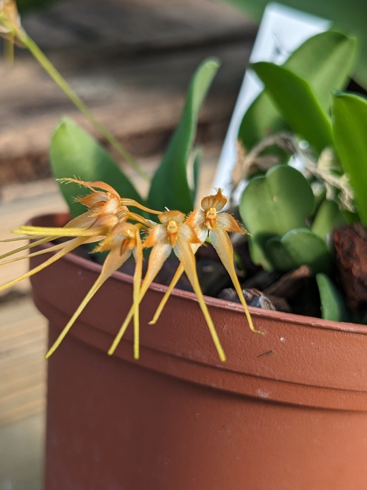 Bulbophyllum taiwanense petites fleurs crème bordures orange