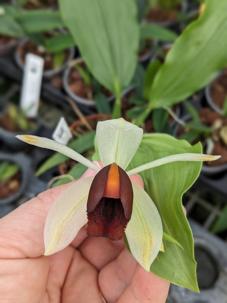 Coelogyne usitata fleur jaune labelle marron velour