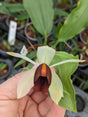 Coelogyne usitata fleur jaune labelle marron velour
