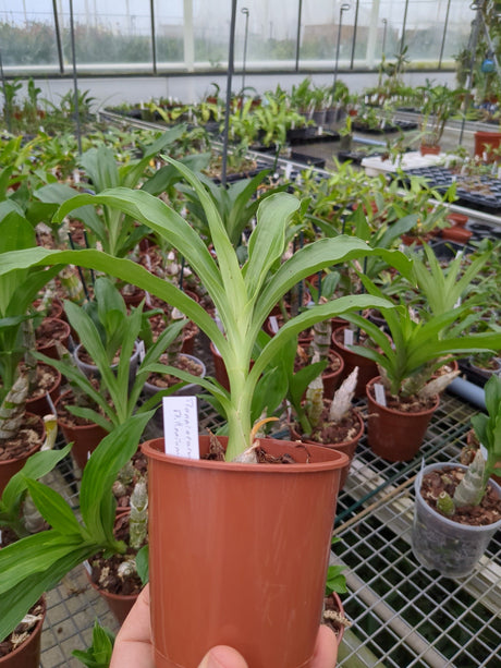 Monnierara Millenium Magic "Witchcraft" non fleuri