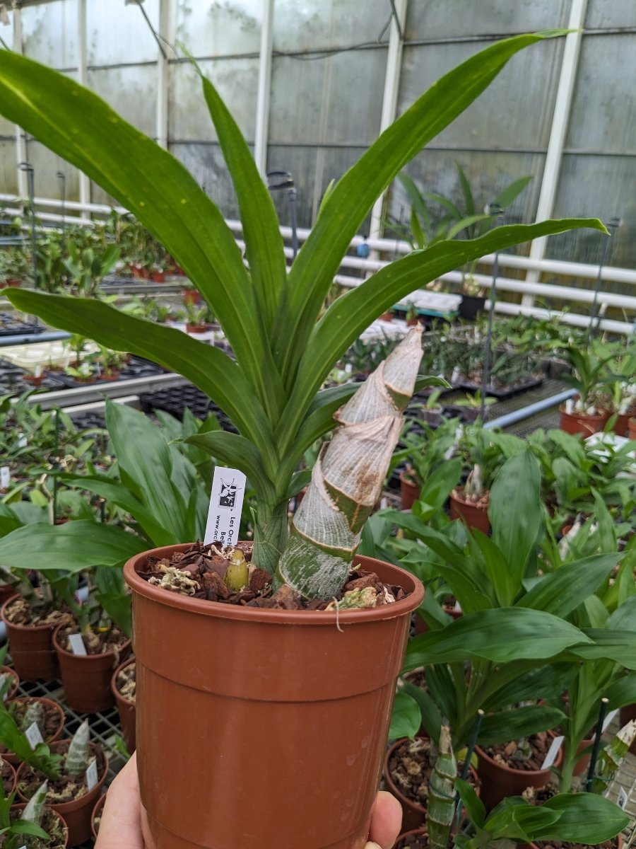 Cycnoches Mass Confusion