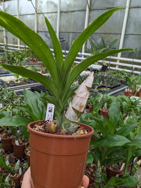 Cycnoches Mass Confusion