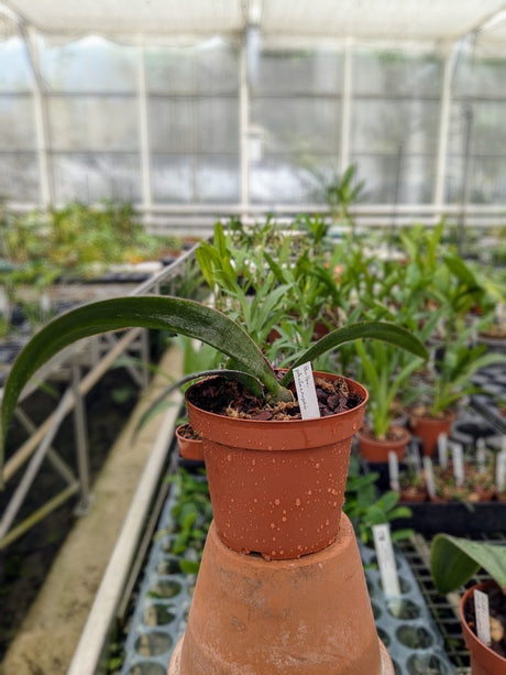 Orchidée Bulbophyllum phalaenopsis