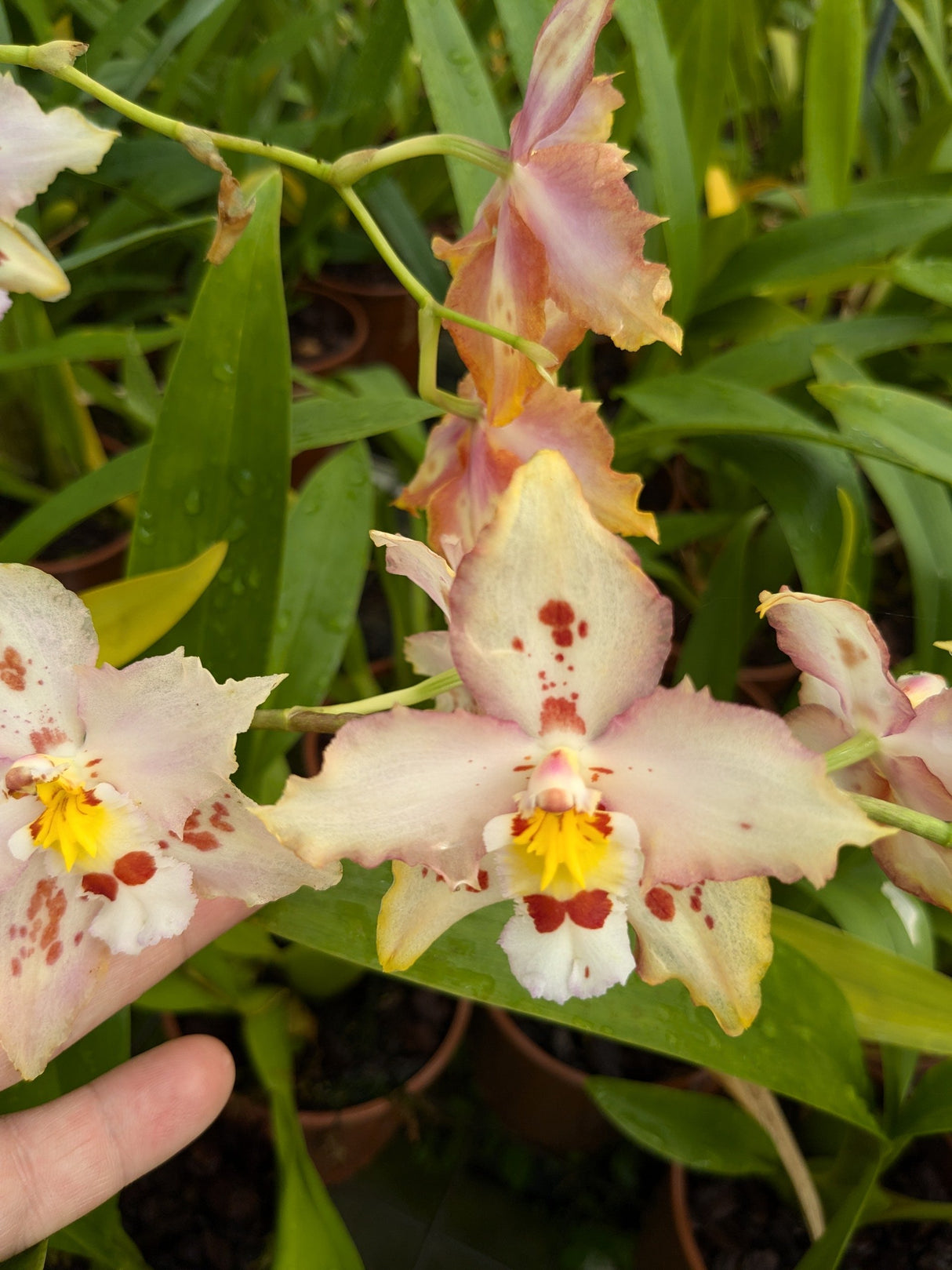 Odontonia Sunny Dance