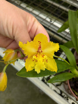 Odontonia Sunny Dance