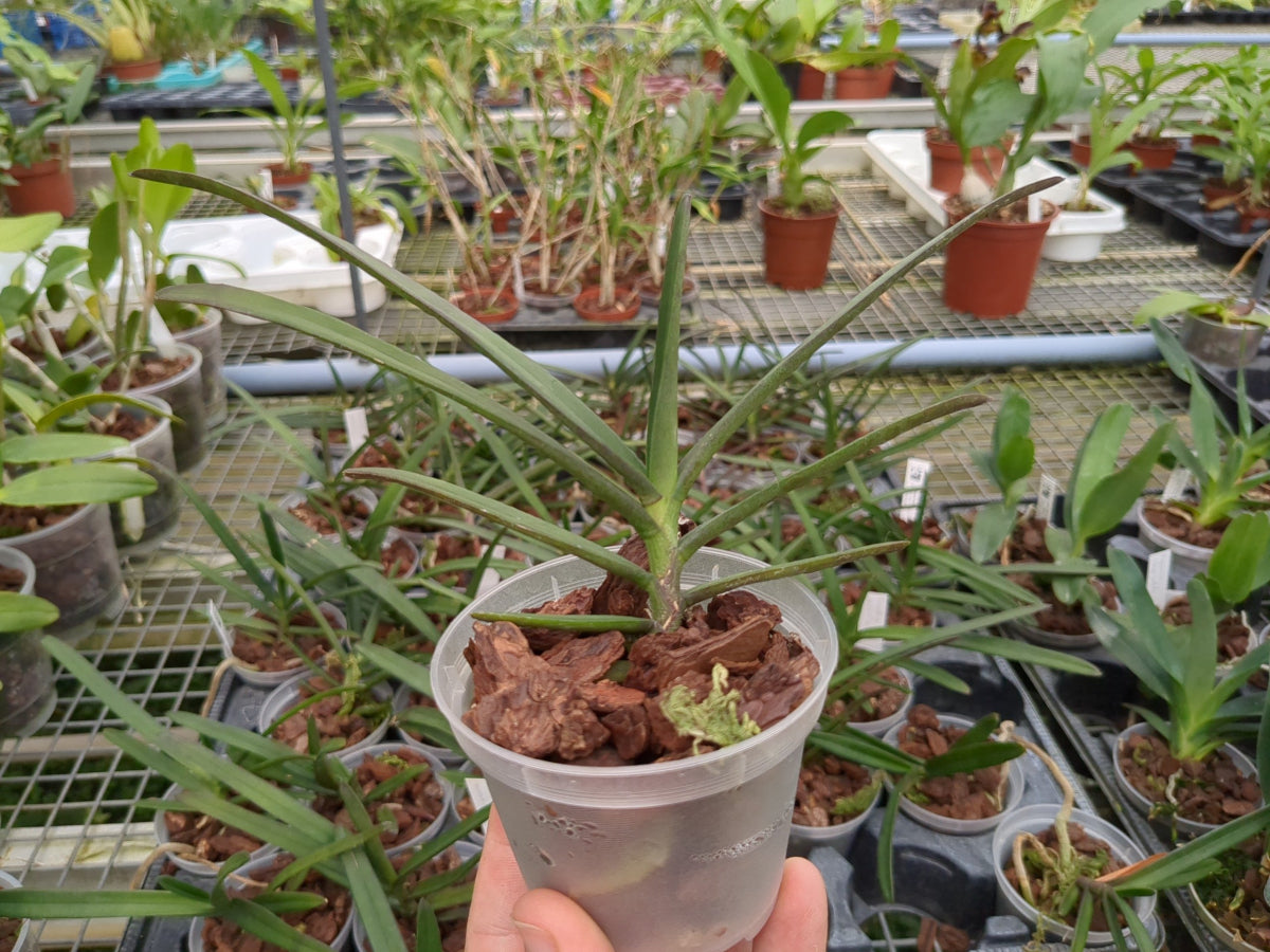 Orchidée Renanthera monochica