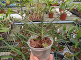 Orchidée Renanthera monochica