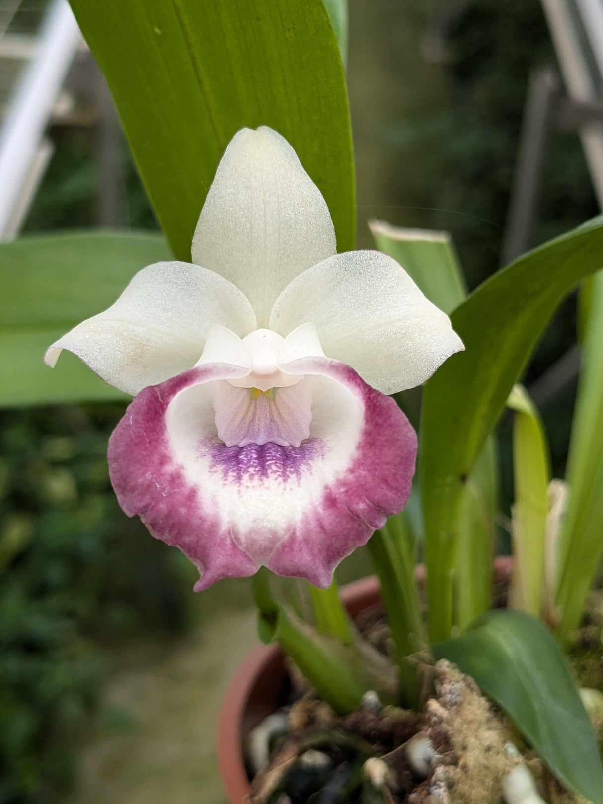Warczewiczella marginata en fleur synonyme Cochleanthes marginata