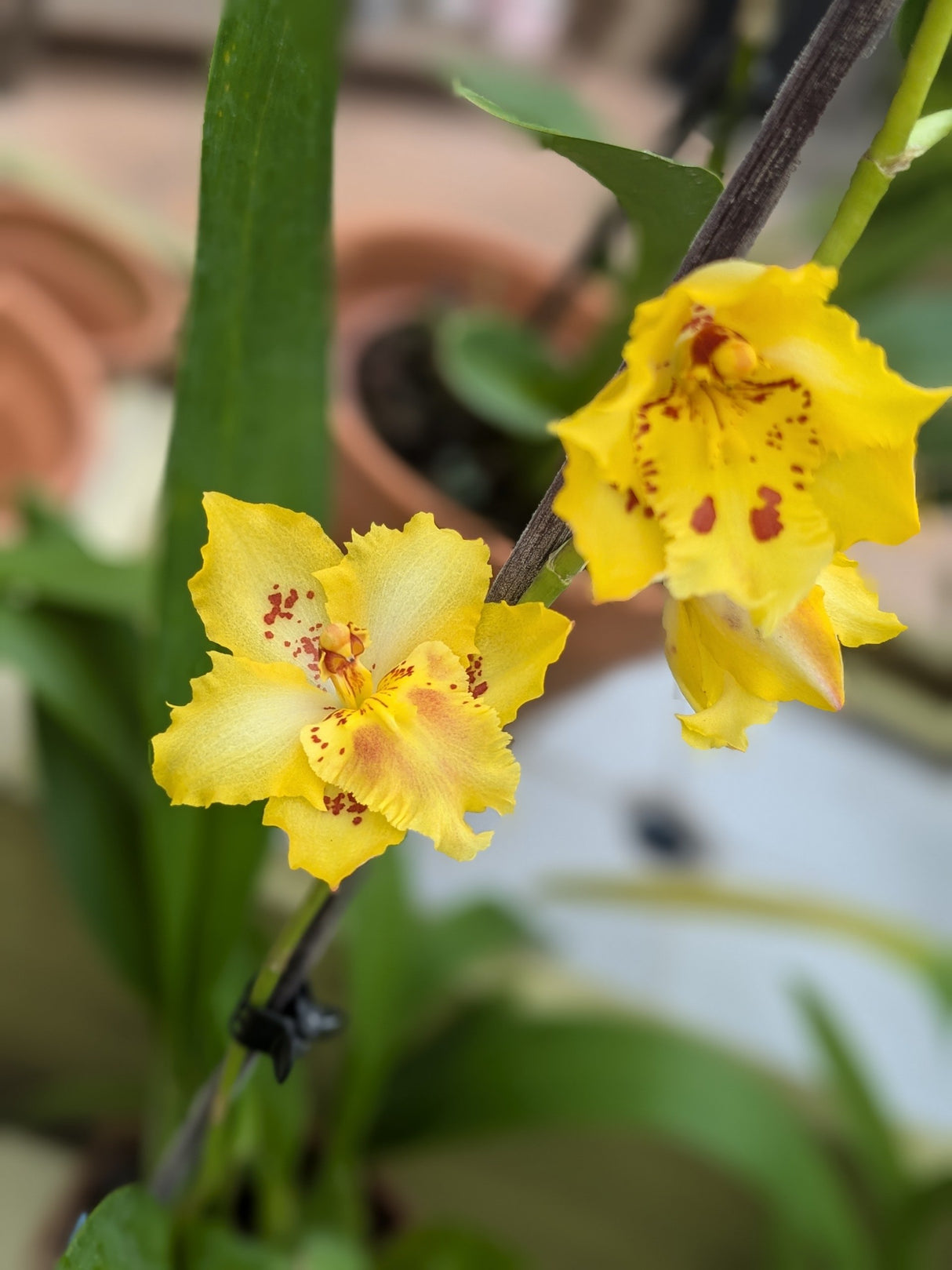 Odontonia Sunny Dance